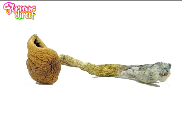 How Digital Platforms Are Redefining Access to Alternative Wellness Products Digital Platforms