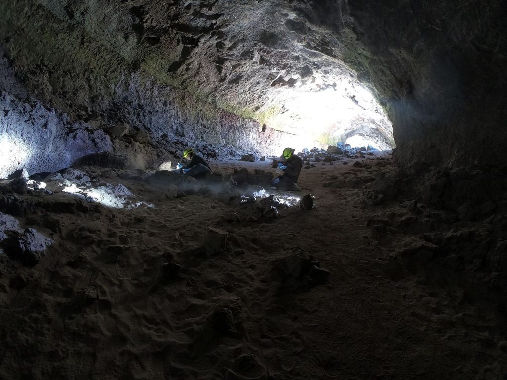 biologist examining a bat inside a cave